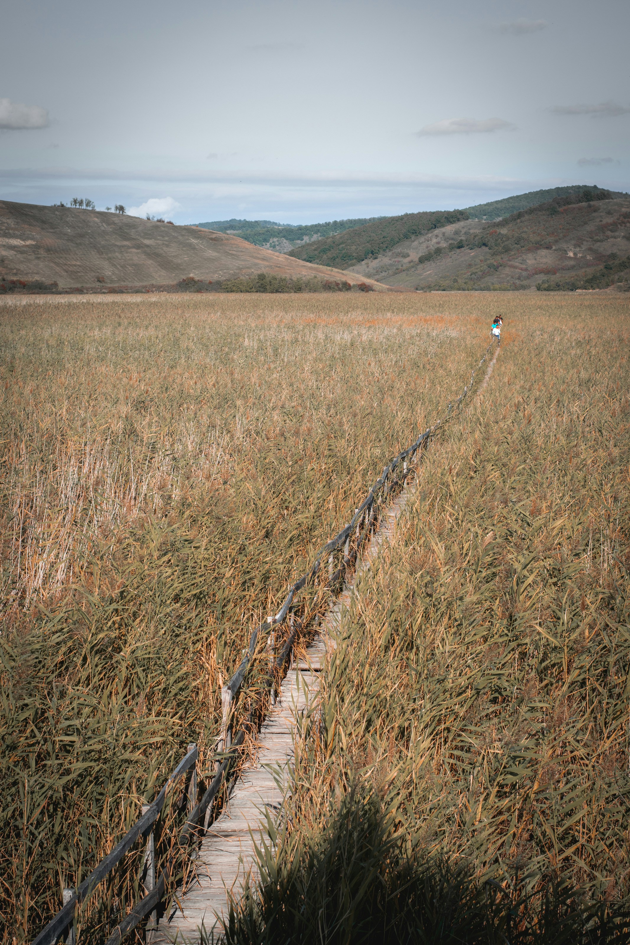 A person walking down a path in a field photo – Free Plant Image on ...