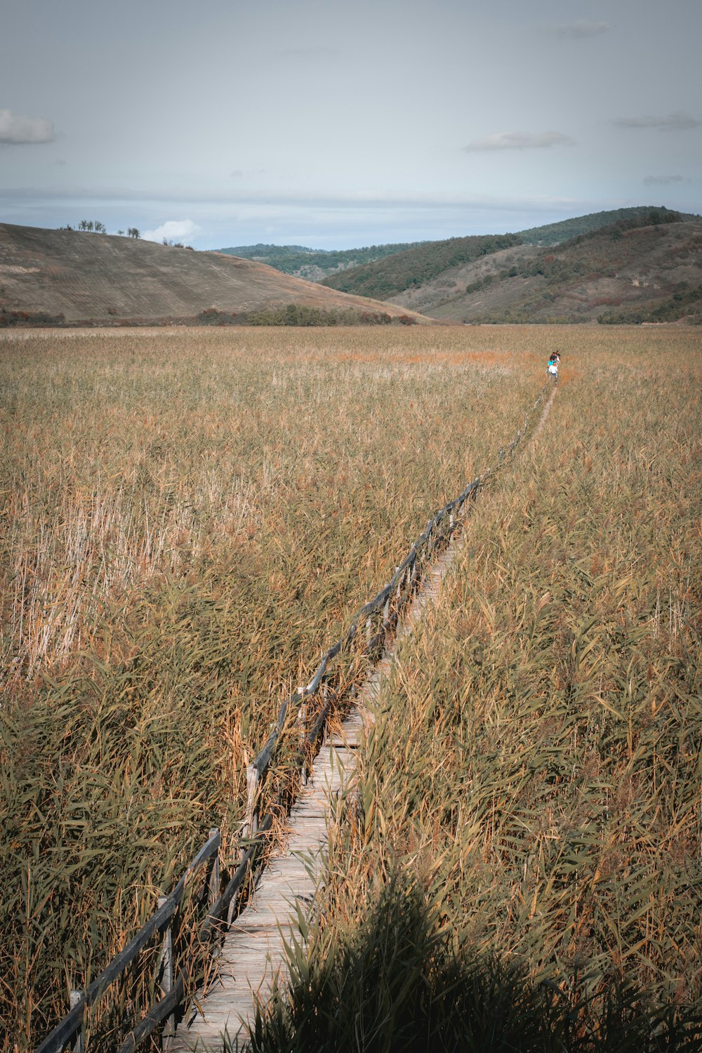 a person walking down a path in a field