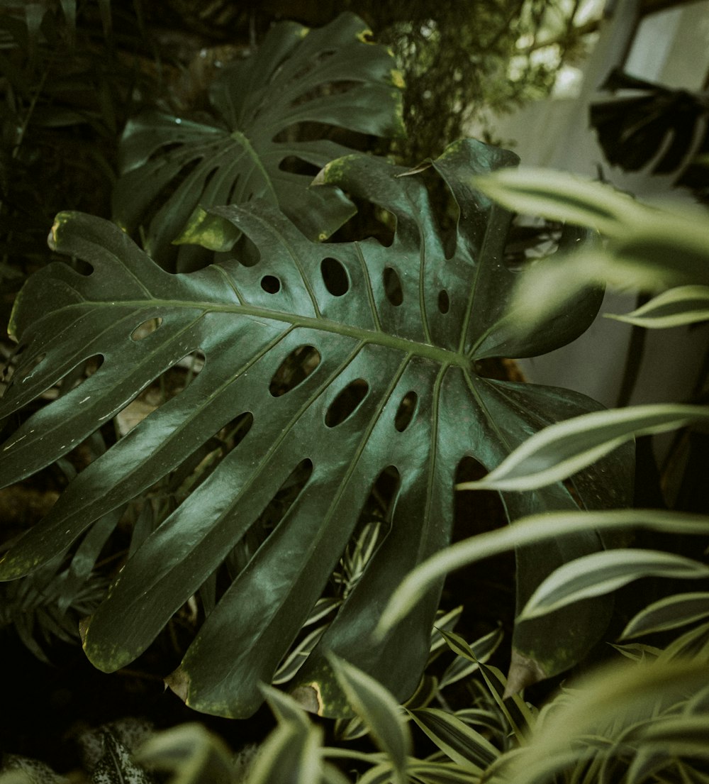 une grande feuille verte posée sur une plante verte luxuriante