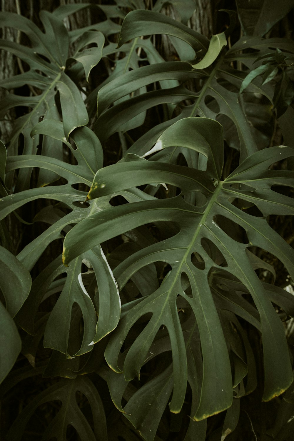 a close up of a plant with large leaves