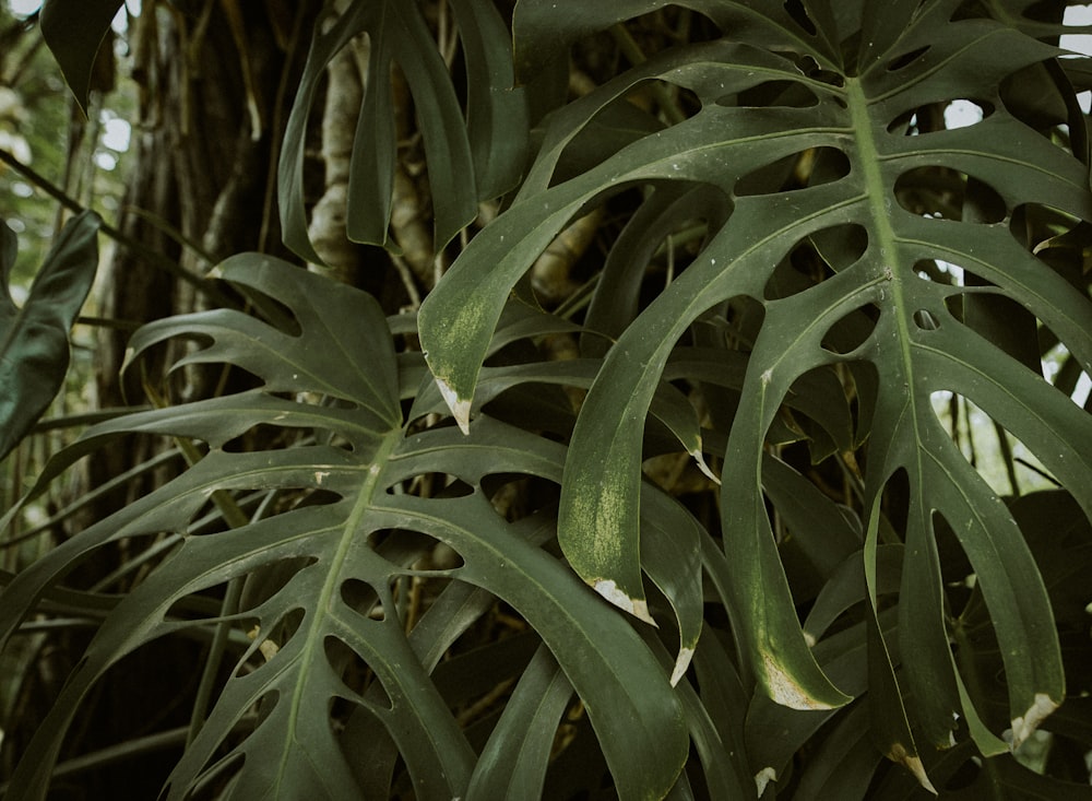 a close up of a leafy plant in a forest
