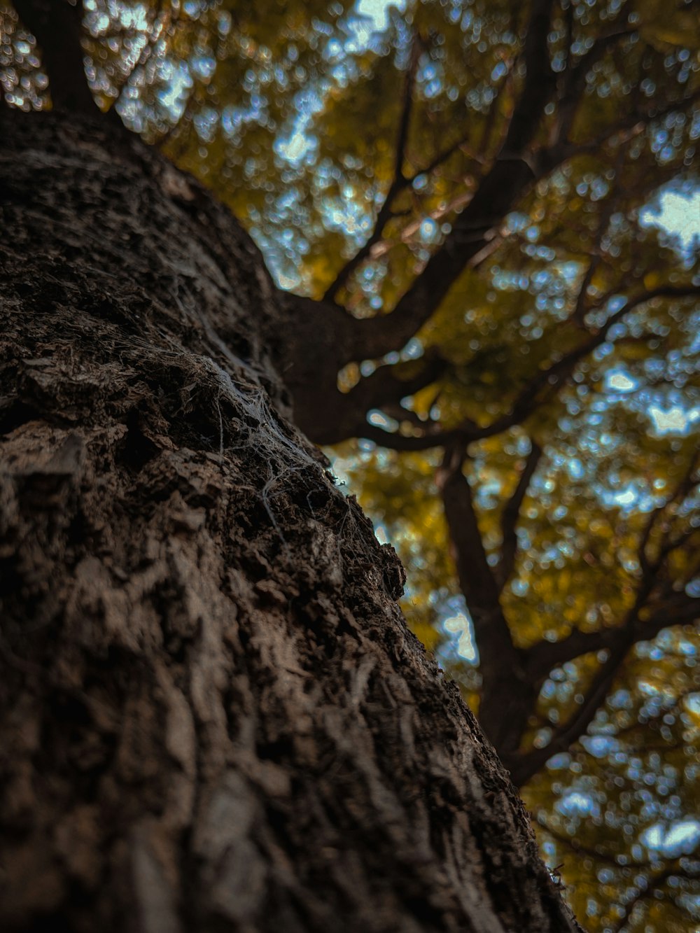 a close up of a tree with a sky background