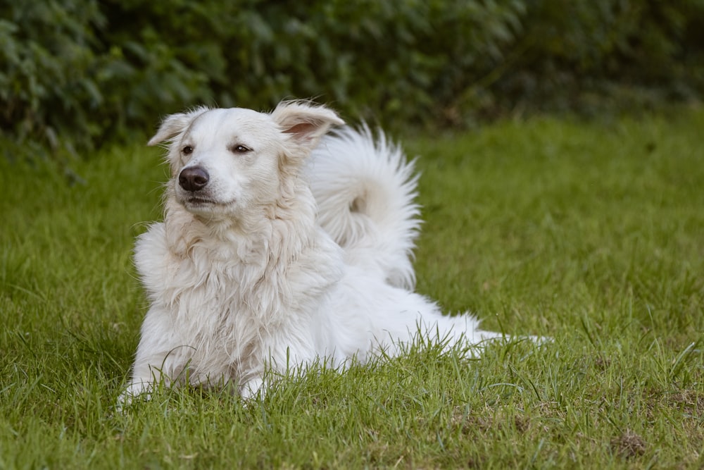 Un grande cane bianco che giace in cima a un campo verde lussureggiante