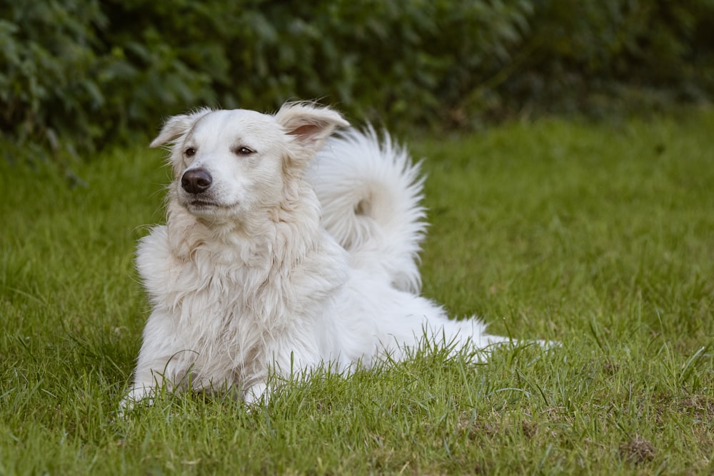 a large white dog laying on top of a lush green field