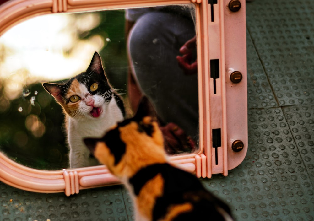 a cat looking at itself in a mirror