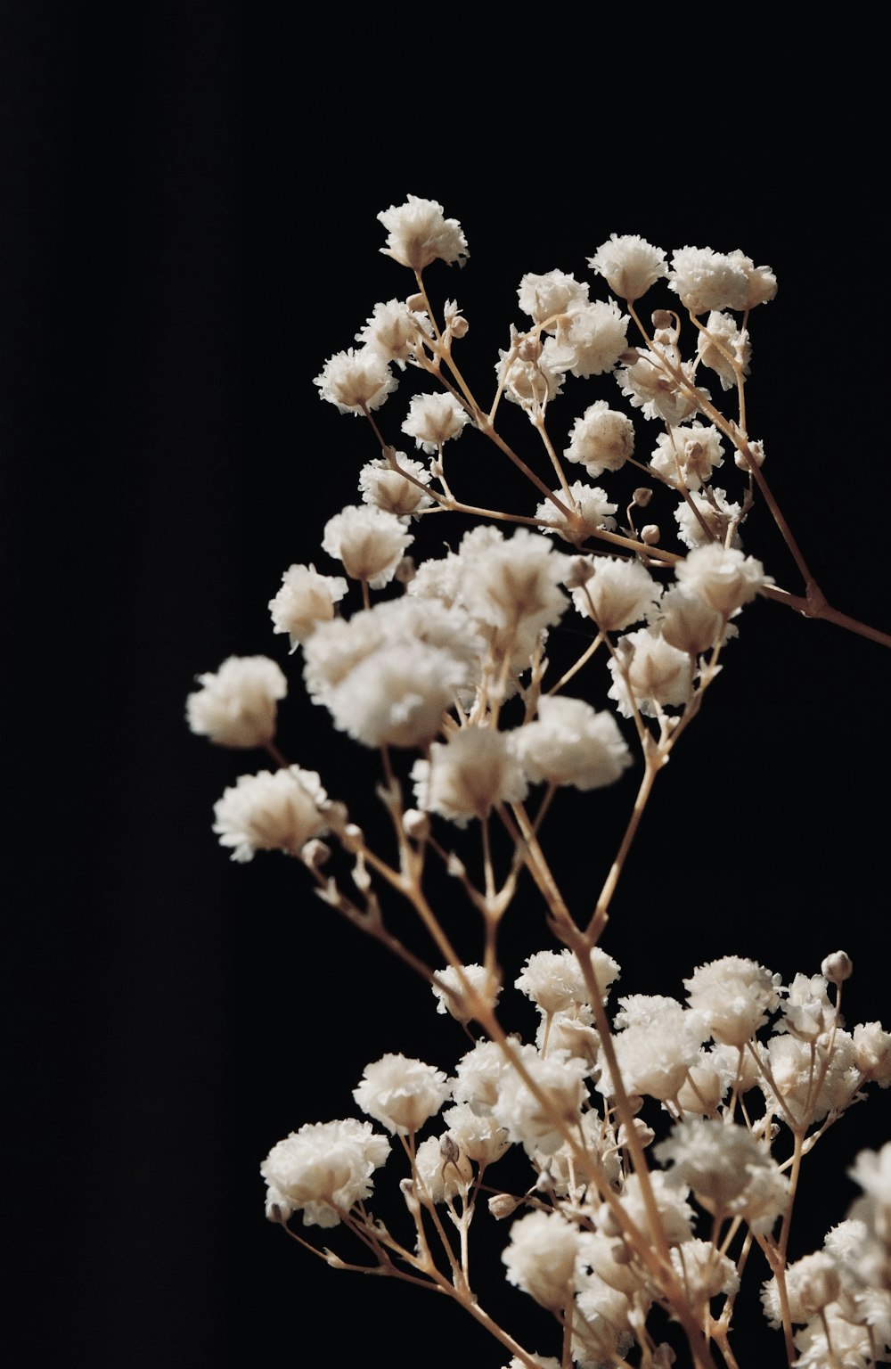 a close up of a plant with white flowers