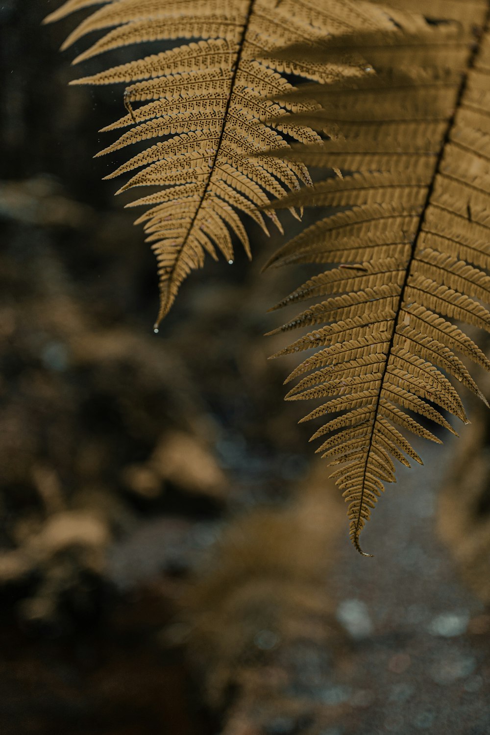 a close up of a leaf on a tree