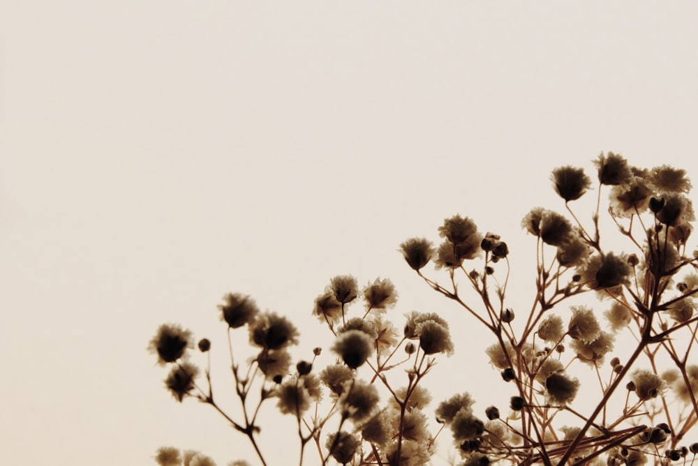 a close up of a plant with a sky in the background