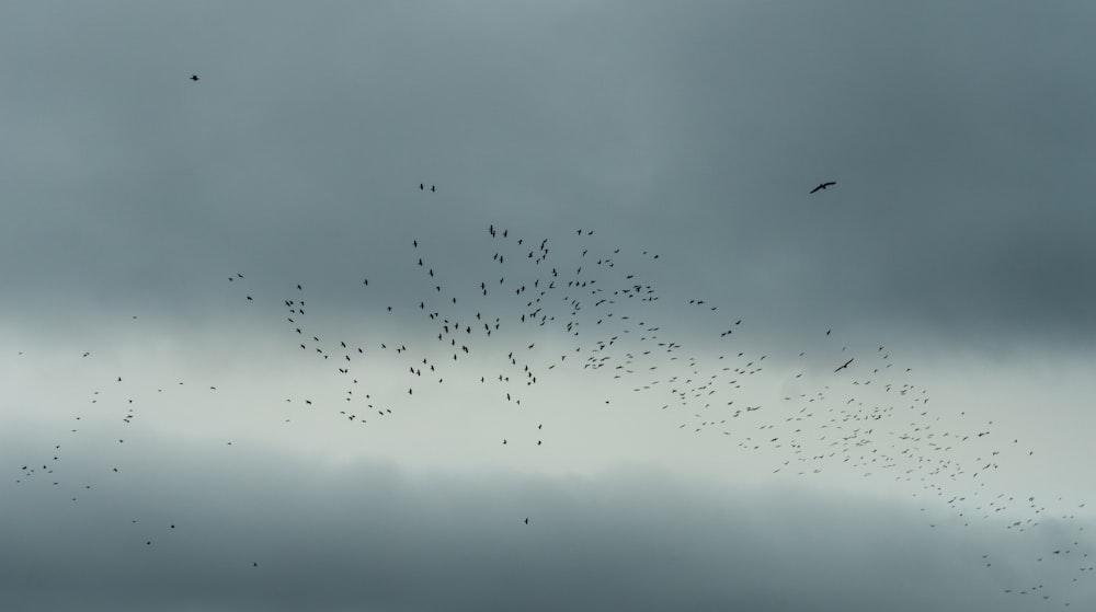 Ein Vogelschwarm fliegt durch einen bewölkten Himmel