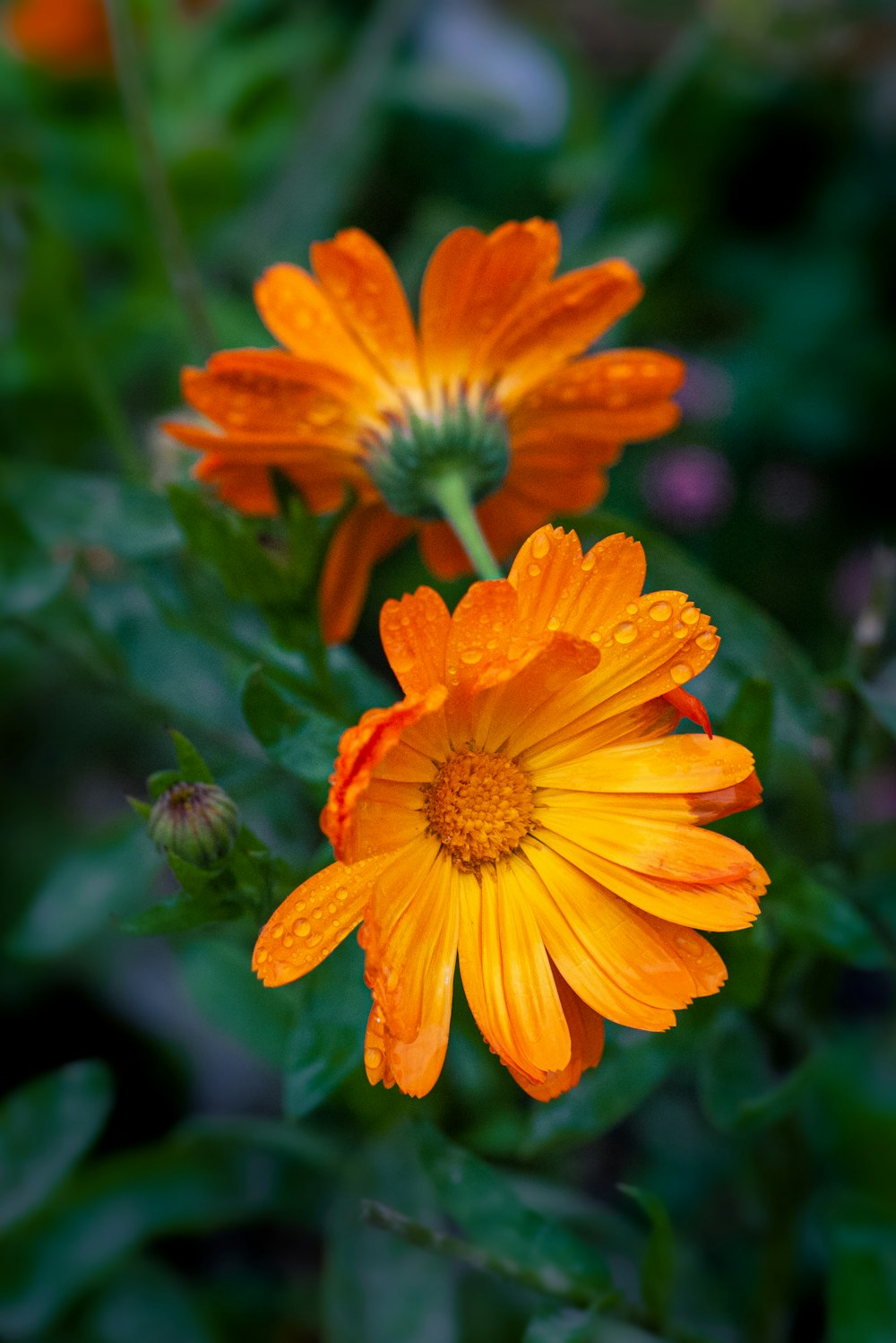 two orange flowers with green leaves in the background