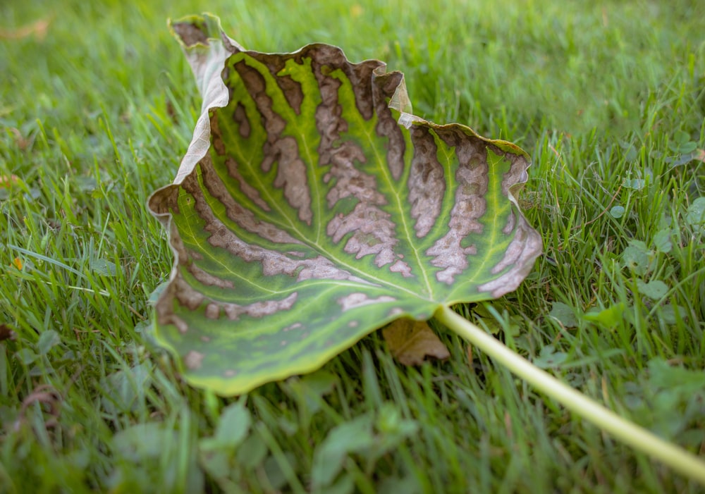 a large leaf laying on top of a lush green field