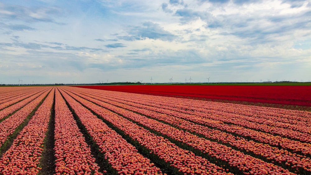 a large field of red flowers under a blue sky
