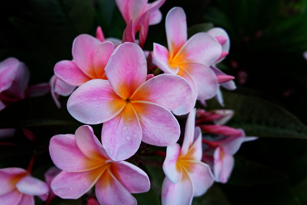 a bunch of pink and yellow flowers with green leaves