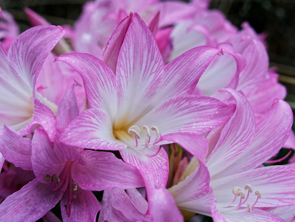 a bunch of pink and white flowers in a vase