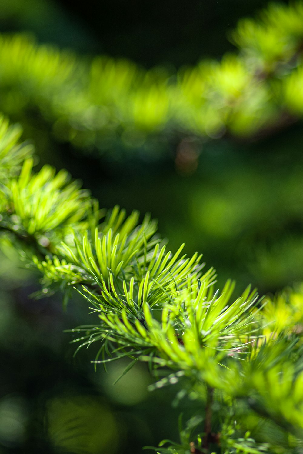 a close up of a pine tree branch