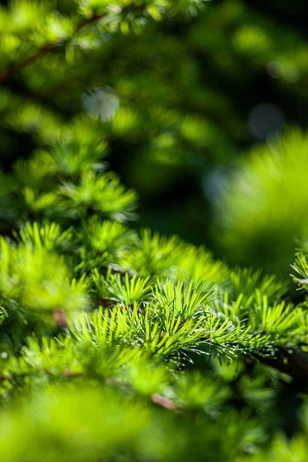 a close up of a tree branch with a blurry background