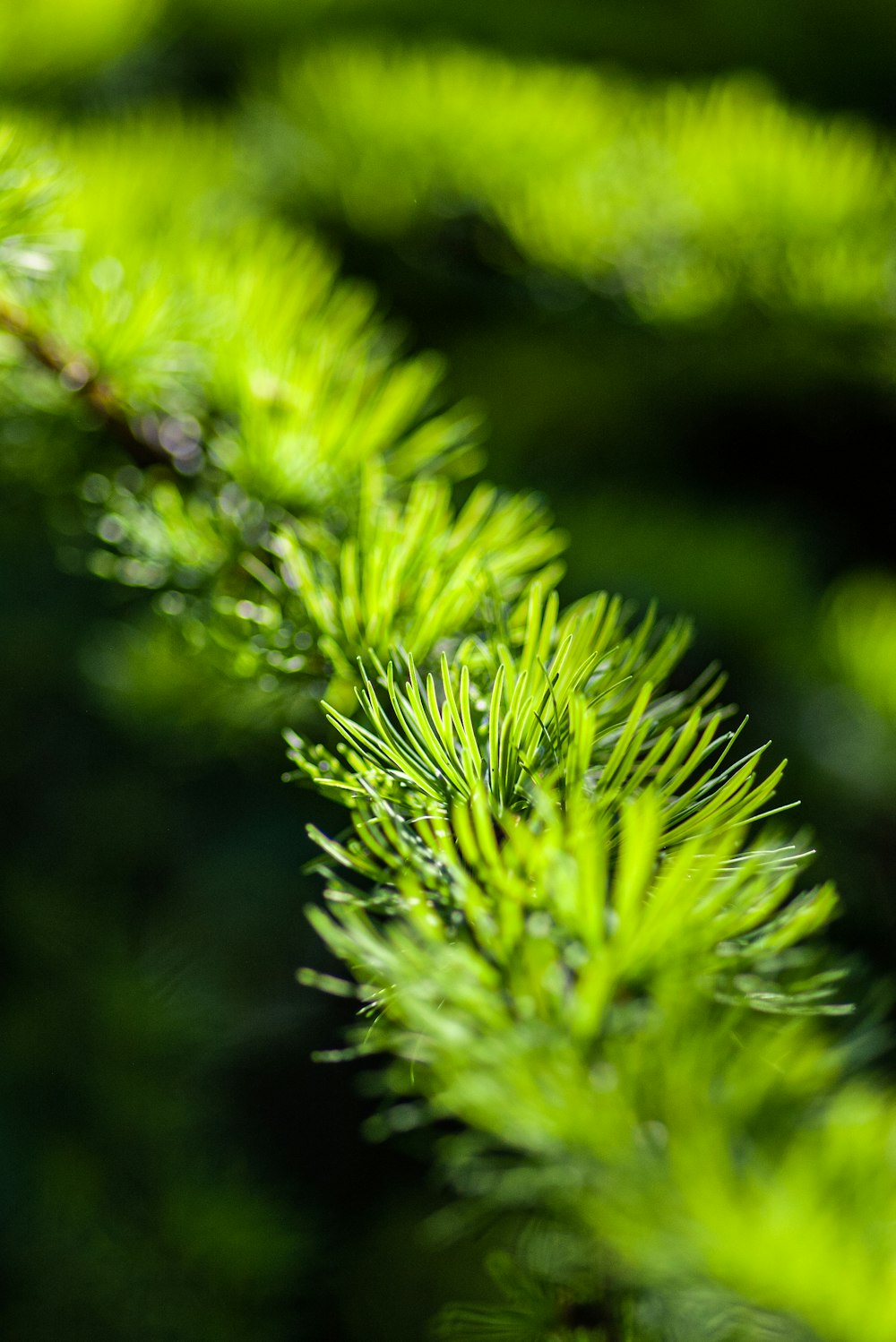 a close up of a pine tree branch