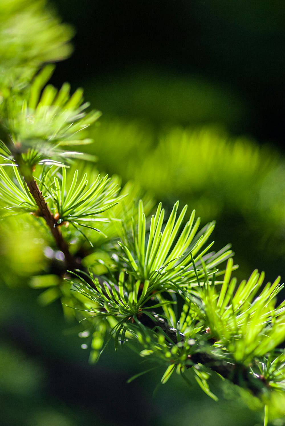 a close up of a pine tree branch