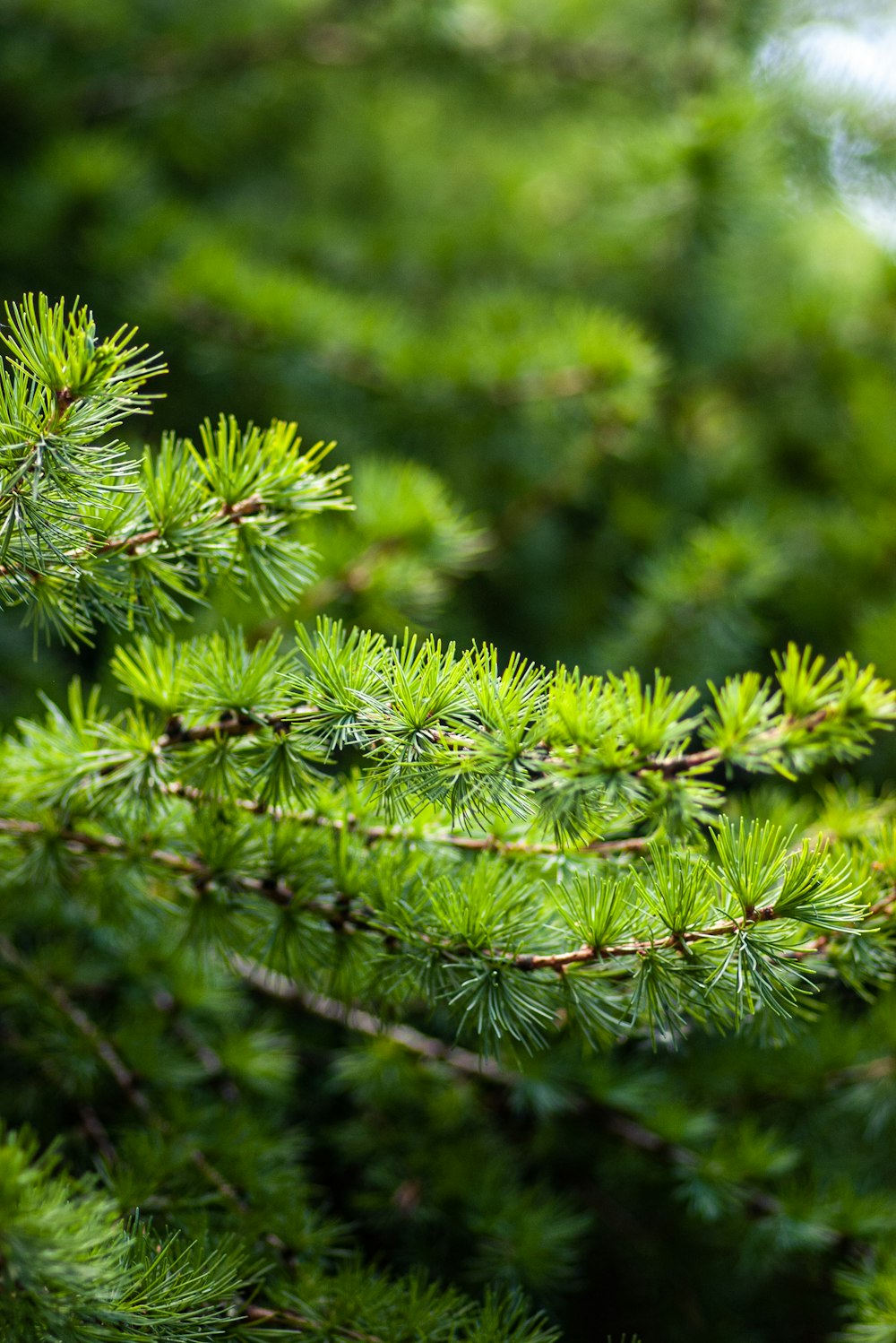 a close up of a pine tree branch