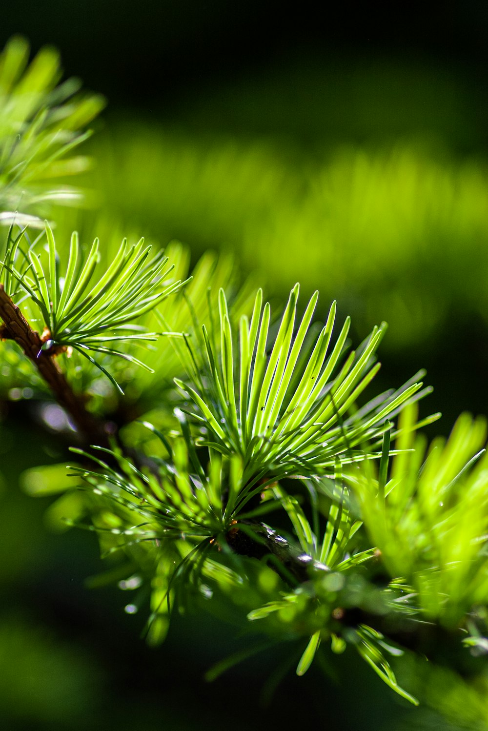 a close up of a pine tree branch