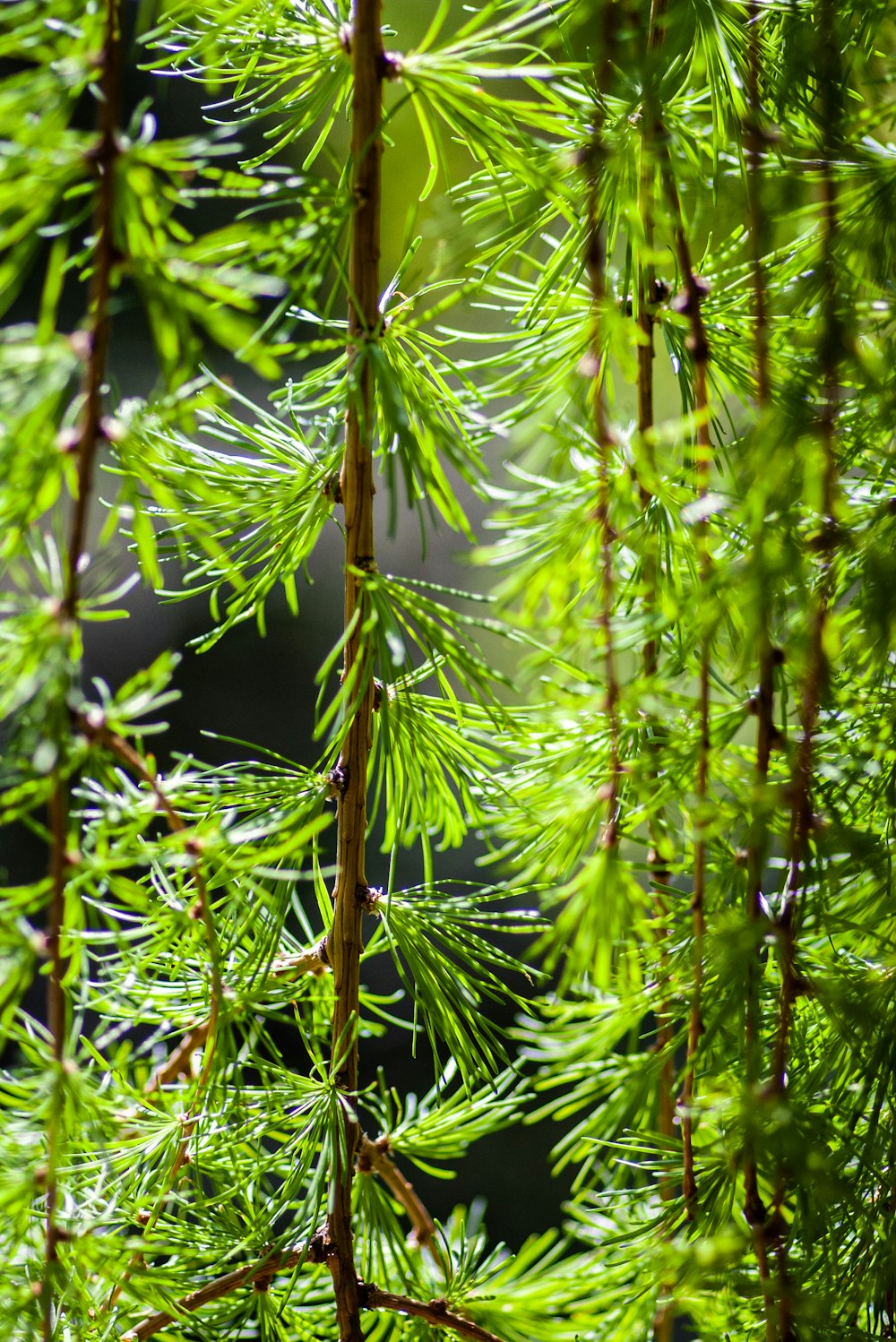 a close up of a pine tree branch