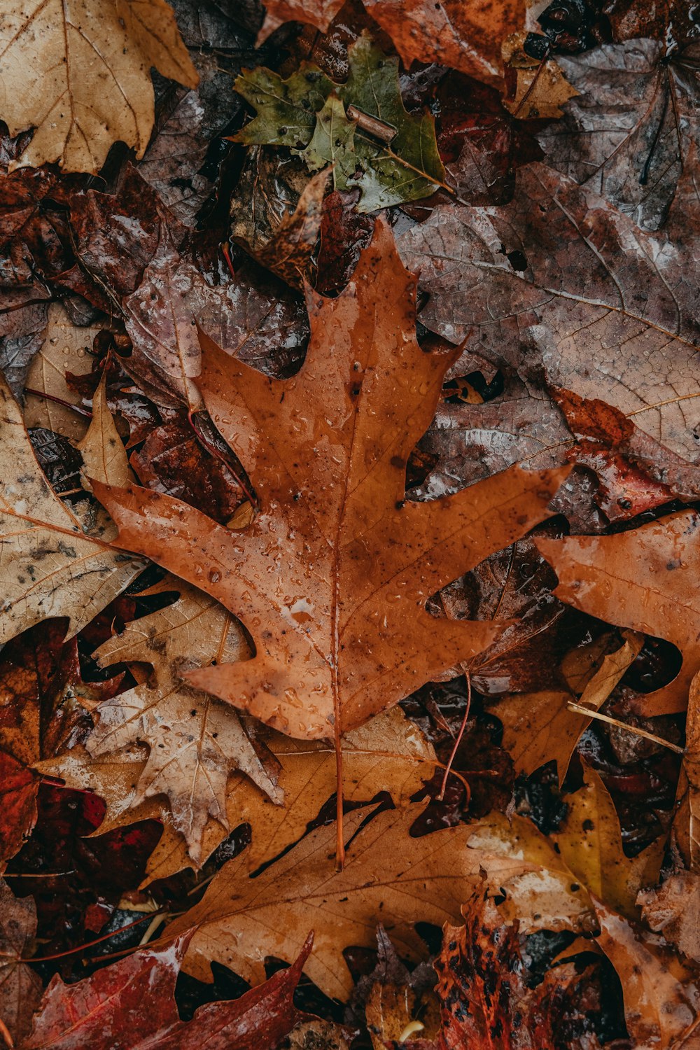 a leaf laying on the ground surrounded by leaves