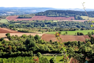 A panoramic view of green fields in Bihar where cereals and herbs are cultivated.