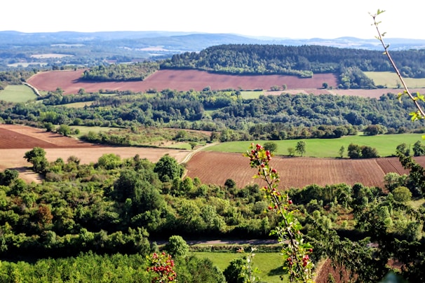 A panoramic view of green fields in Bihar where cereals and herbs are cultivated.