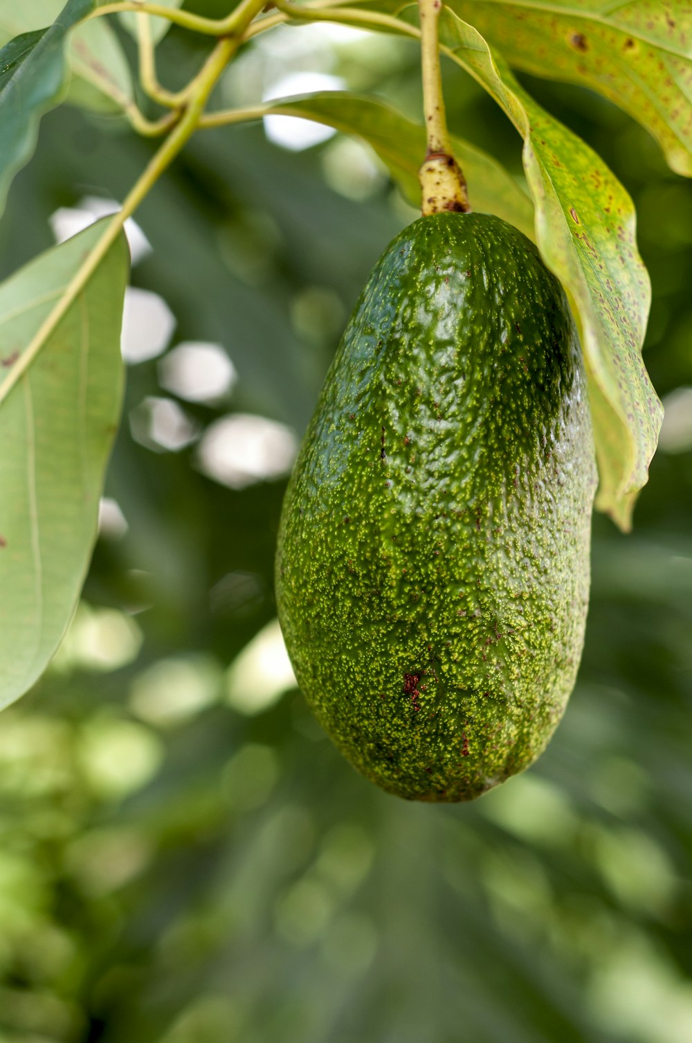an avocado hanging from a tree with leaves