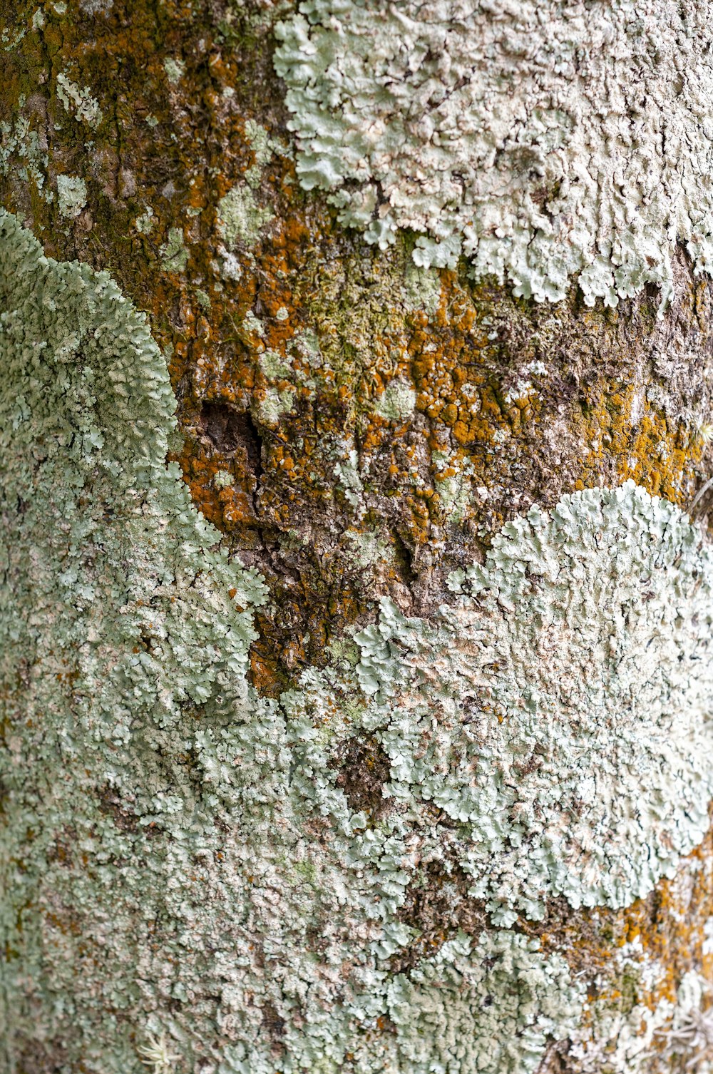 a close up of a tree trunk with moss growing on it