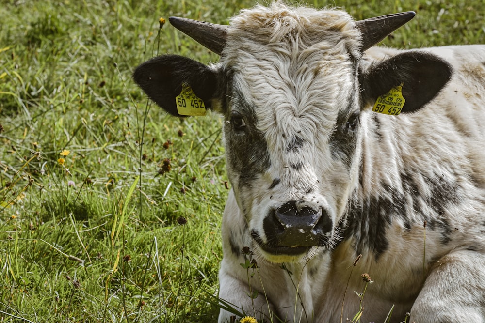 a close up of a cow laying in the grass