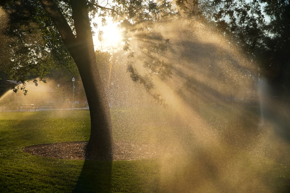 the sun is shining through the trees in the park