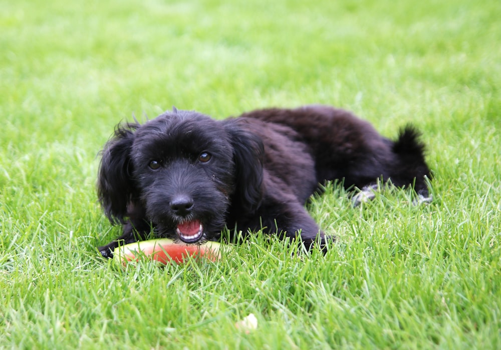 a black dog laying in the grass with a frisbee