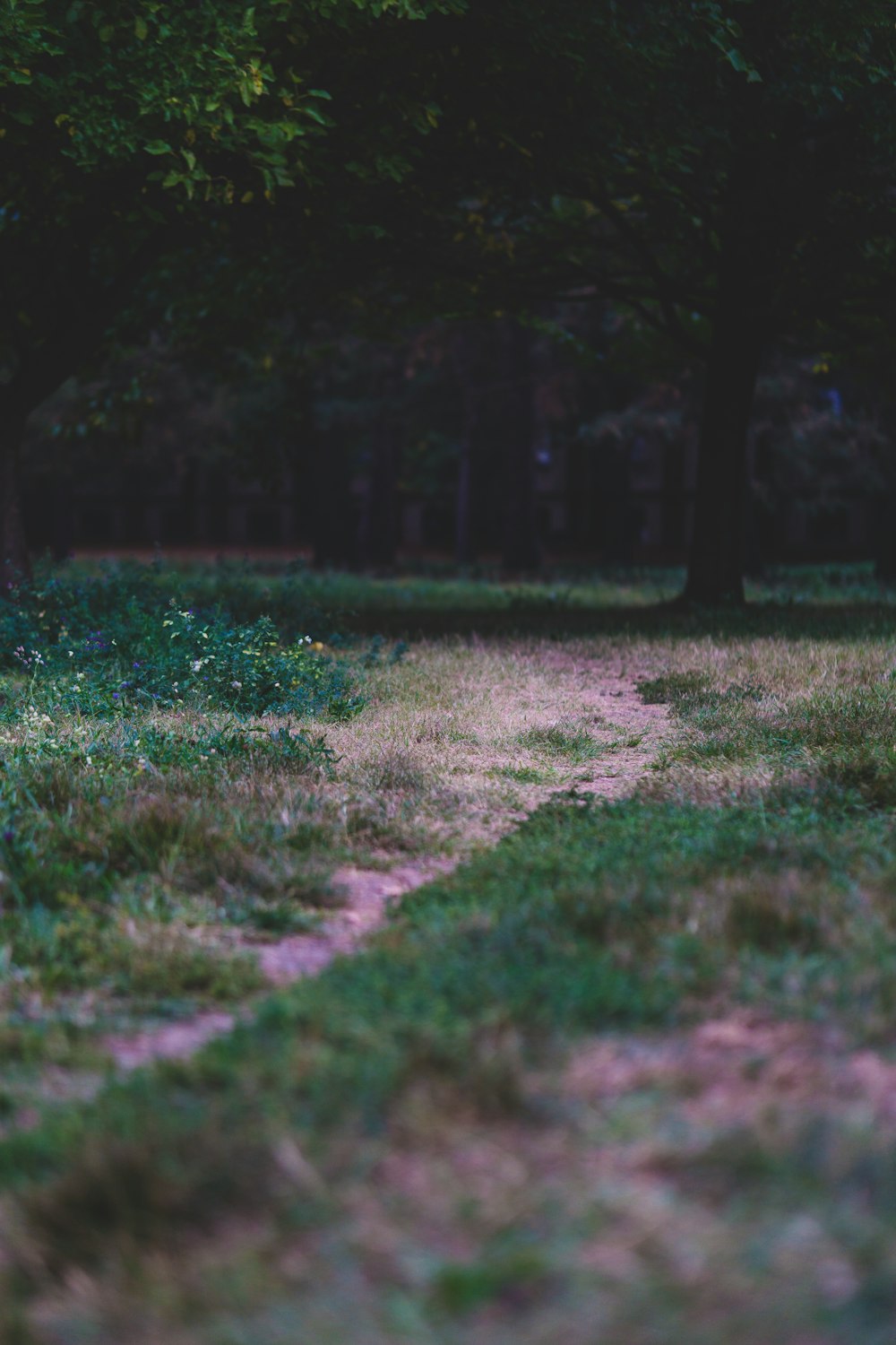 a path through a grassy field with trees in the background