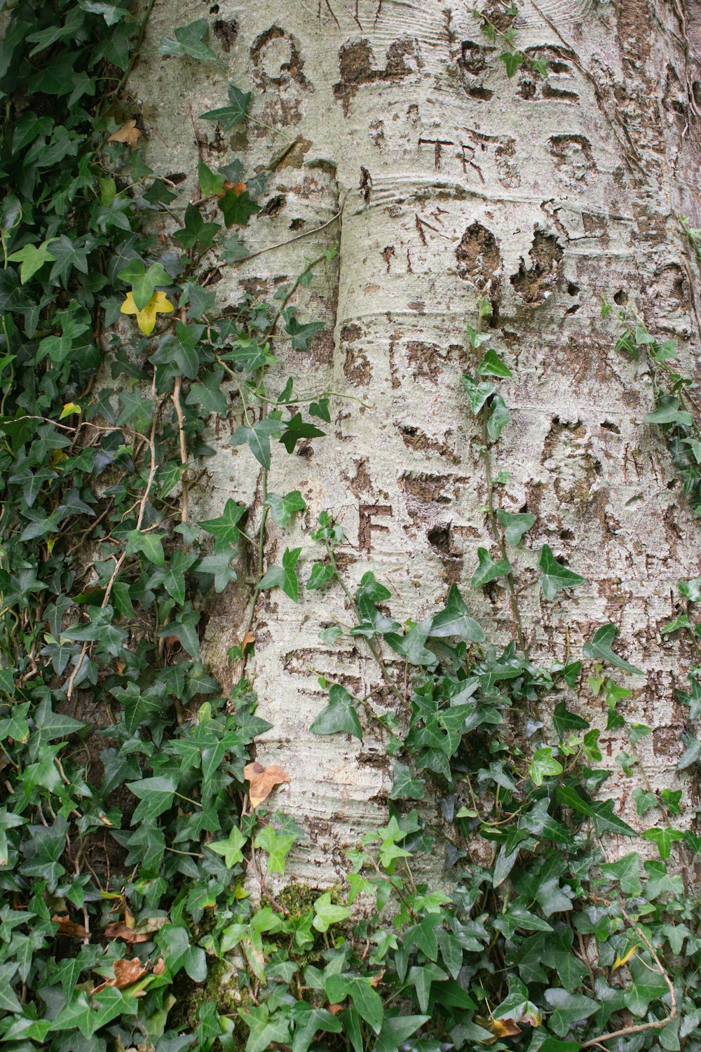 a tree that has a bunch of leaves on it