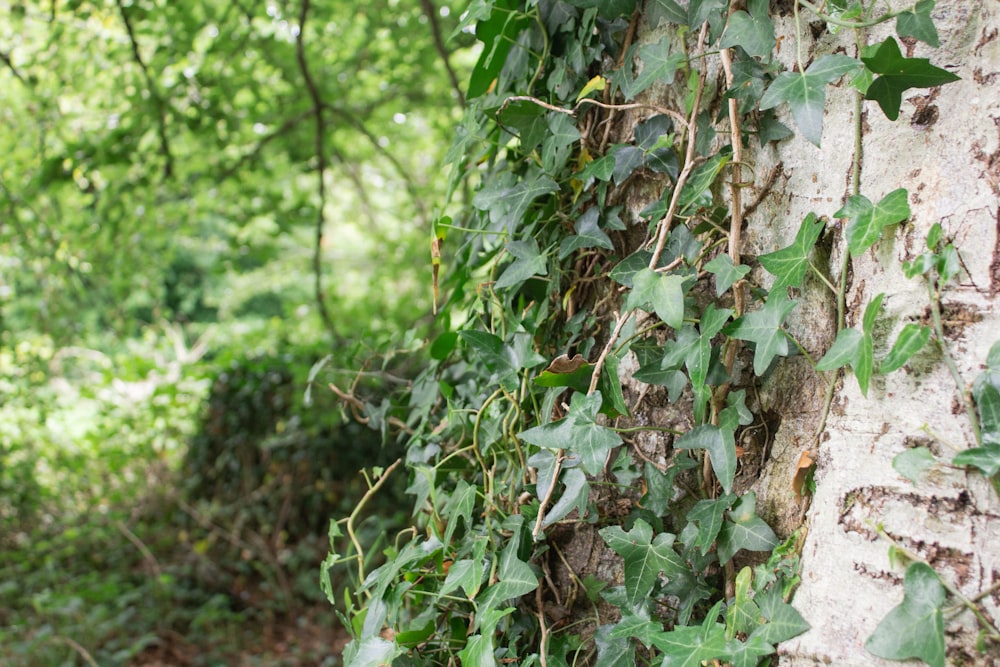 uma árvore com videiras crescendo sobre ela ao lado de uma floresta