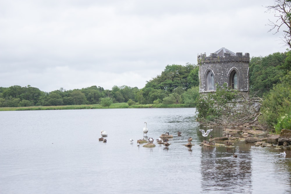 a flock of birds sitting on top of a lake