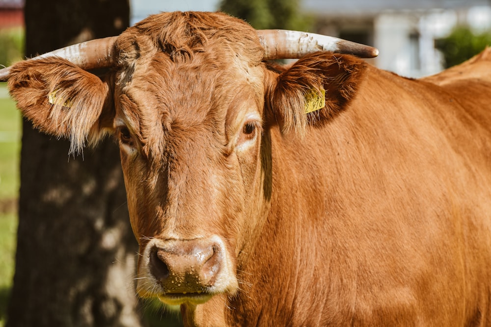 Una vaca marrón con cuernos de pie en un campo