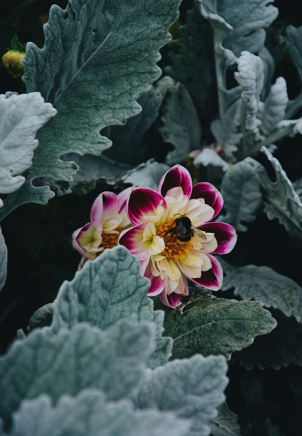 a pink and yellow flower surrounded by green leaves