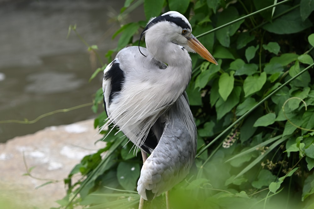 a bird with a long beak standing in the grass