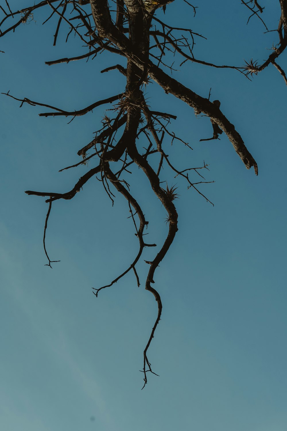 a bare tree with no leaves against a blue sky