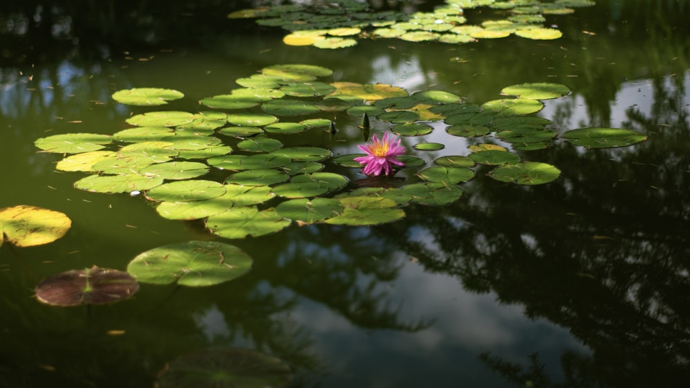 a pink flower floating on top of a body of water