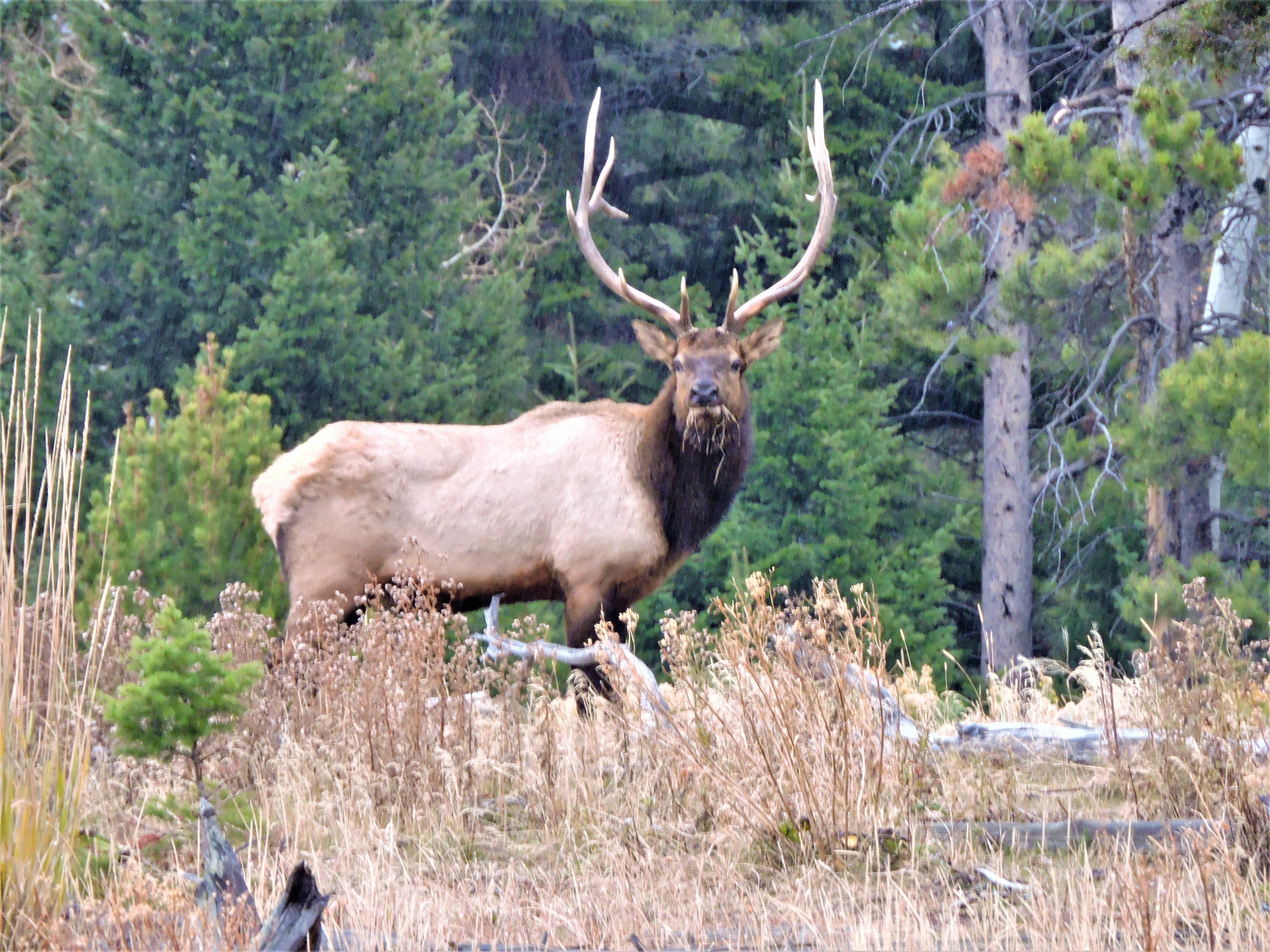 Photo by chipmunkrapidsmadman