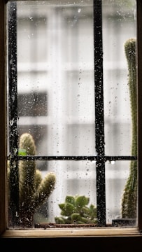 a window with a window sill and a cactus in it