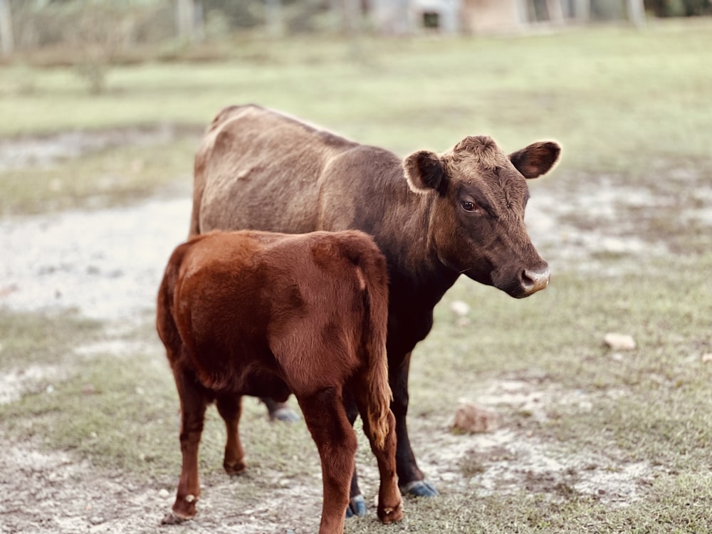a brown cow and a brown calf standing in a field