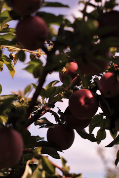 Close-up of ripe cider apples hanging on orchard branches in soft morning light.