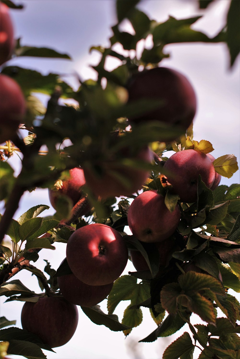 a tree filled with lots of ripe apples