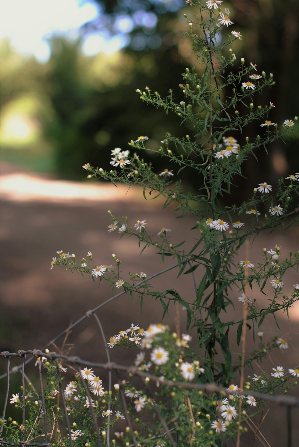 a bunch of flowers that are by a fence