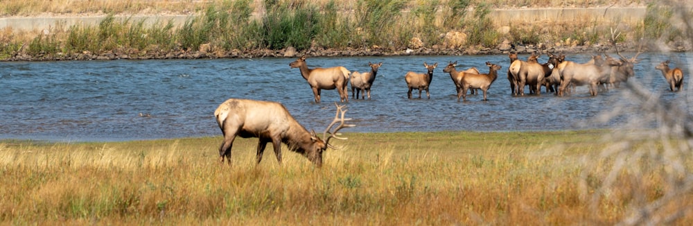 a herd of elk standing on top of a grass covered field