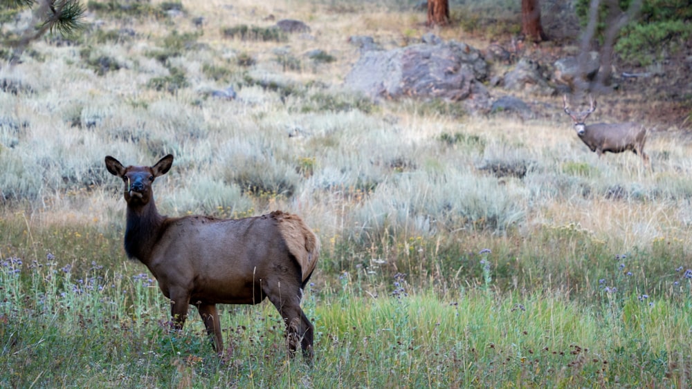 a couple of animals that are standing in the grass